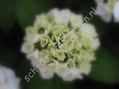 SFK B085